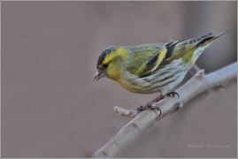 <p>ČÍŽEK LESNÍ (Carduelis spinus) /Eurasian siskin - Erlenzeisig/</p>